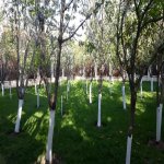 Kirayə (aylıq) 5 otaqlı Bağ evi, Novxanı, Abşeron rayonu 10