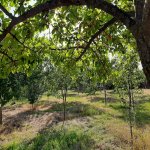 Kirayə (günlük) 2 otaqlı Bağ evi İsmayıllı 4