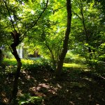 Kirayə (günlük) 1 otaqlı Bağ evi Zaqatala 26