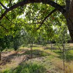 Kirayə (günlük) 2 otaqlı Həyət evi/villa İsmayıllı 4