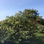 Продажа Участок, м. Ахмедли метро, Ахмедли, Хетаи район 2