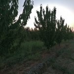 Продажа Участок Хачмаз 7
