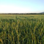 Satılır Torpaq Şəki 9