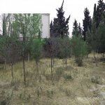 Satılır 1 otaqlı Bağ evi, Mərdəkan, Xəzər rayonu 4