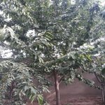 Kirayə (aylıq) 6 otaqlı Bağ evi, Novxanı, Abşeron rayonu 17