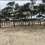 Satılır Torpaq, Şüvəlan, Xəzər rayonu 6