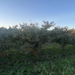 Satılır Torpaq Xaçmaz 1
