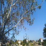 Satılır 5 otaqlı Bağ evi, Novxanı, Abşeron rayonu 4