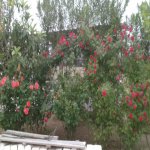 Kirayə (aylıq) 6 otaqlı Bağ evi, Nardaran qəs., Sabunçu rayonu 9