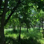 Продажа 6 комнат Дома/Виллы Ленкорань 7