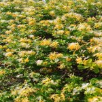 Продажа 5 комнатная Дома/Виллы, Гала, Хязяр район 9