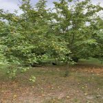 Kirayə (günlük) 3 otaqlı Həyət evi/villa Oğuz 2
