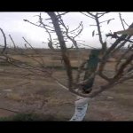 Satılır Torpaq, Digah, Abşeron rayonu 5
