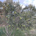 Kirayə (aylıq) 4 otaqlı Bağ evi, Fatmayi, Abşeron rayonu 31