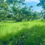 Satılır Torpaq Qəbələ 16