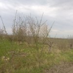 Satılır Torpaq Quba 24