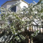 Satılır 5 otaqlı Həyət evi/villa, Hökməli, Abşeron rayonu 15