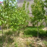 Satılır 4 otaqlı Bağ evi, Biləcəri qəs., Binəqədi rayonu 10