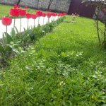Satılır 7 otaqlı Həyət evi/villa Qəbələ 30