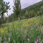 Satılır 5 otaqlı Həyət evi/villa Quba 7