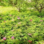 Satılır 3 otaqlı Bağ evi, Yaşma bağları rayonu 2