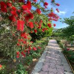 Kirayə (aylıq) 5 otaqlı Bağ evi, Mərdəkan, Xəzər rayonu 6