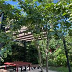 Kirayə (günlük) 3 otaqlı Həyət evi/villa Qəbələ 4