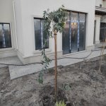 Satılır 3 otaqlı Yeni Tikili, Nardaran qəs., Sabunçu rayonu 14