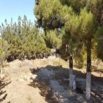 Satılır Torpaq, Mərdəkan, Xəzər rayonu 6