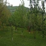 Satılır Torpaq Quba 10