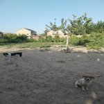 Satılır Torpaq Sumqayıt 5