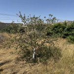 Satılır Torpaq, Məhəmmədli, Abşeron rayonu 8