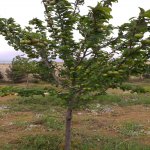 Satılır Torpaq, Masazır, Abşeron rayonu 6