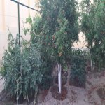 Kirayə (aylıq) 6 otaqlı Bağ evi, Mərdəkan, Xəzər rayonu 11