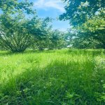 Satılır Torpaq Qəbələ 9