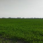 Satılır Torpaq Qusar 5