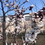 Kirayə (aylıq) 9 otaqlı Həyət evi/villa, Novxanı, Abşeron rayonu 6