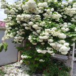Satılır 4 otaqlı Həyət evi/villa, Hökməli, Abşeron rayonu 15