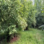 Kirayə (aylıq) Torpaq Şəki 3