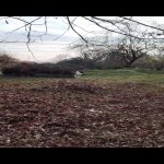 Satılır Torpaq Qəbələ 5