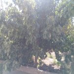 Satılır 3 otaqlı Həyət evi/villa, Binə qəs., Xəzər rayonu 7