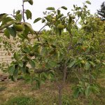 Satılır 4 otaqlı Bağ evi, Novxanı, Abşeron rayonu 23
