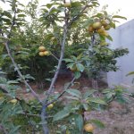 Satılır 5 otaqlı Bağ evi, Türkan, Xəzər rayonu 7