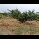 Satılır Torpaq Xaçmaz 28