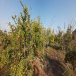 Satılır Torpaq, Maştağa qəs., Sabunçu rayonu 2