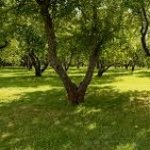 Продажа Участок Губа 2