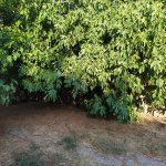 Satılır 4 otaqlı Bağ evi, Saray, Abşeron rayonu 15