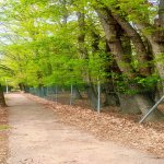 Kirayə (günlük) 3 otaqlı Bağ evi Lənkəran 15