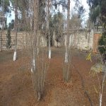 Продажа Участок, Шювалан, Хязяр район 3