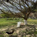 Kirayə (aylıq) 6 otaqlı Həyət evi/villa, Elmlər akademiyası metrosu, Səbail rayonu 27